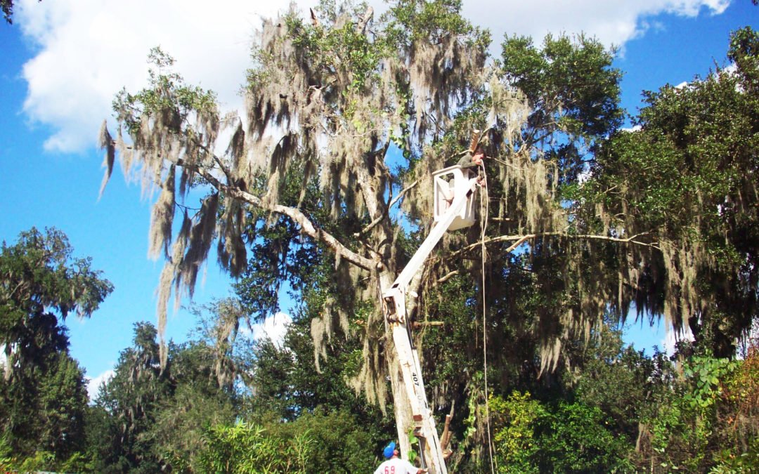 Tree Removal Service – Super Trim Outdoors, LLC