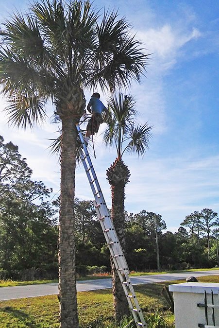 Schedule Your Routine Tree Trimming