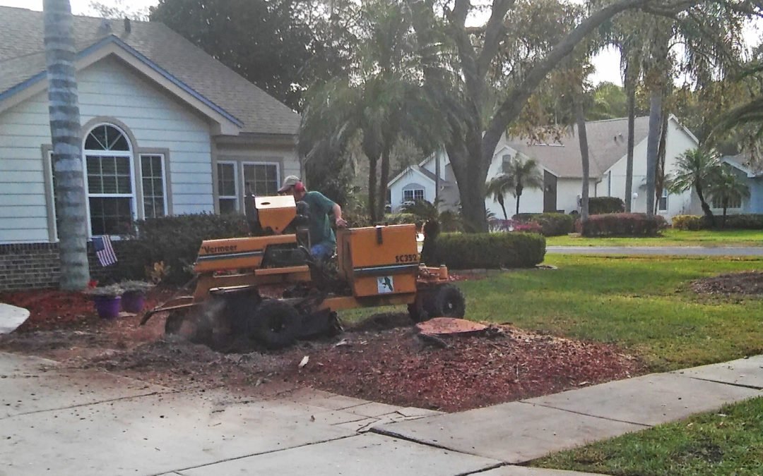 Contact Super Trim for Your Tree Removal Service