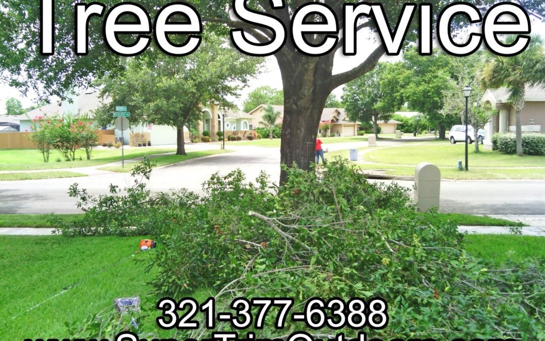 Why it’s Necessary to Maintain Your Trees